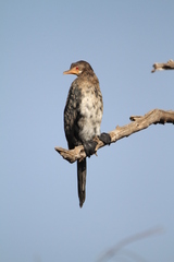 Microcarbo africanus africanus