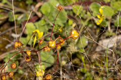 Drosera planchonii