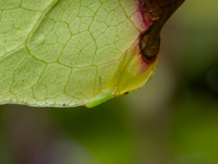 Cetratus rubropunctatus