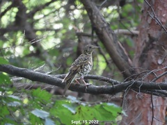 Zoothera aurea