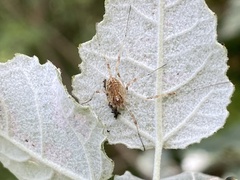 Paroligolophus agrestis