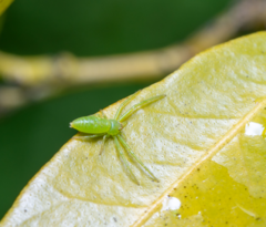 Cetratus rubropunctatus