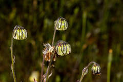 Osteospermum monstrosum