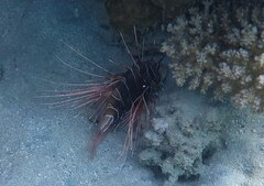 Pterois cincta