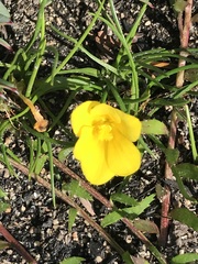 Moraea fugacissima