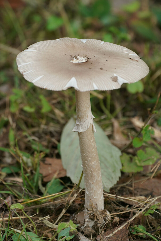 Amanita longistriata
