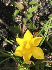 Moraea fugacissima