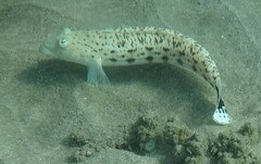 Parapercis hexophtalma