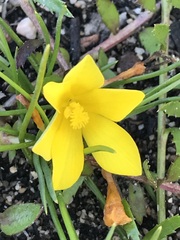 Moraea fugacissima