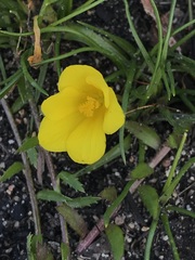 Moraea fugacissima