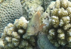 Paracirrhites forsteri