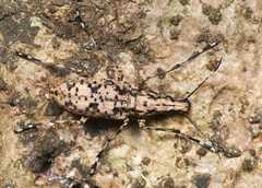 Anthribinae