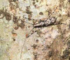 Anthribinae
