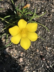 Moraea fugacissima