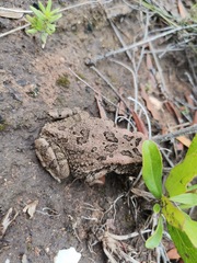 Sclerophrys capensis