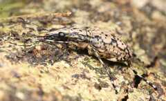 Anthribinae
