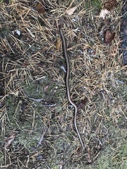 Anguis colchica