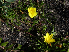 Moraea fugacissima