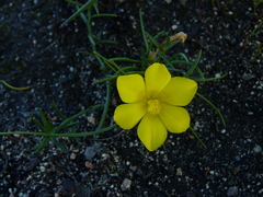 Moraea fugacissima