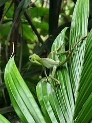 Bronchocela cristatella