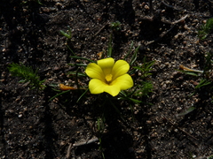 Moraea fugacissima