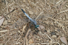 Orthetrum albistylum