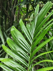 Bronchocela cristatella