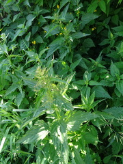 Urtica sondenii