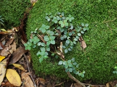 Peperomia tetraphylla
