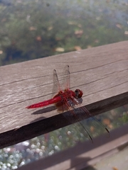 Urothemis signata