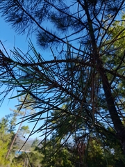 Pinus pinaster