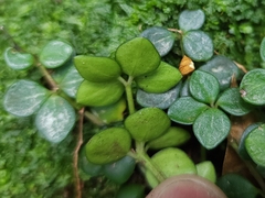 Peperomia tetraphylla