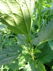 Urtica sondenii