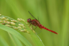 Crocothemis servilia mariannae