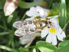 Lapposyrphus lapponicus