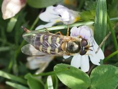 Lapposyrphus lapponicus