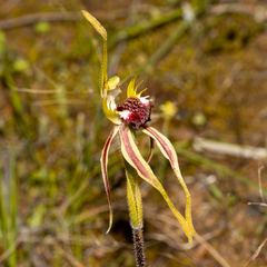 Caladenia aurulenta