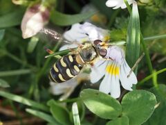 Lapposyrphus lapponicus