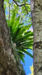 Asplenium australasicum