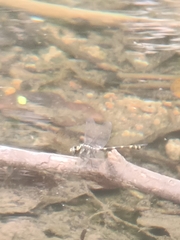 Ictinogomphus decoratus