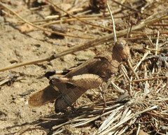 Oedipoda caerulescens