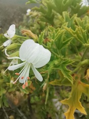 Pelargonium ribifolium