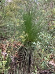 Xanthorrhoea glauca