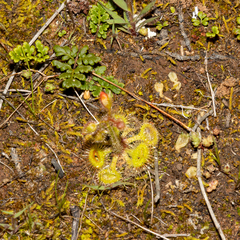 Drosera glanduligera
