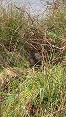 Thylogale billardierii