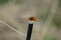 Sympetrum speciosum