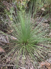 Xanthorrhoea glauca