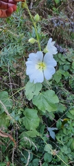 Alcea nudiflora