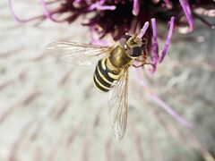 Syrphus torvus