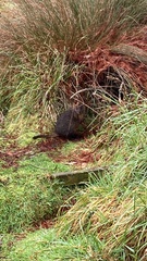 Thylogale billardierii